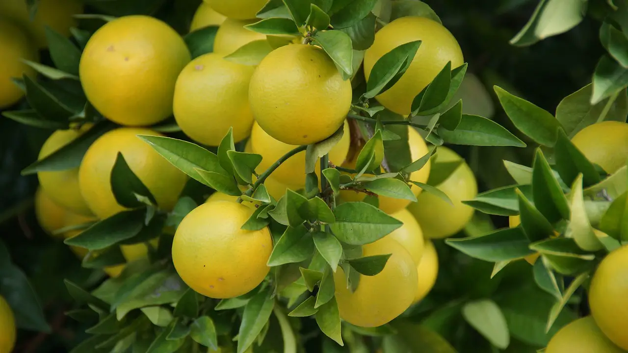 grapefruit garden nature tree leaves green