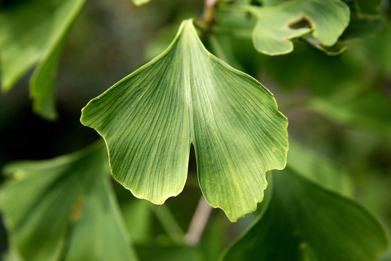 ginkgo biloba blade ginkgo biloba ginkgo biloba ginkgo biloba ginkgo biloba ginkgo biloba