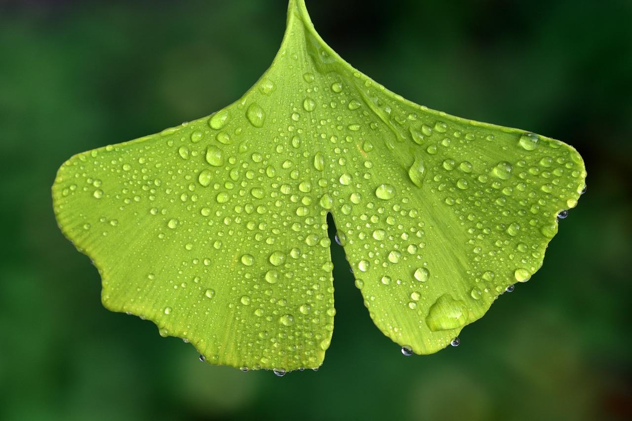 ginko ginkgo biloba dewdrop leaf nature morning dew green raindrop close up isolated fresh medicinal plant asia leaf leaf leaf leaf leaf