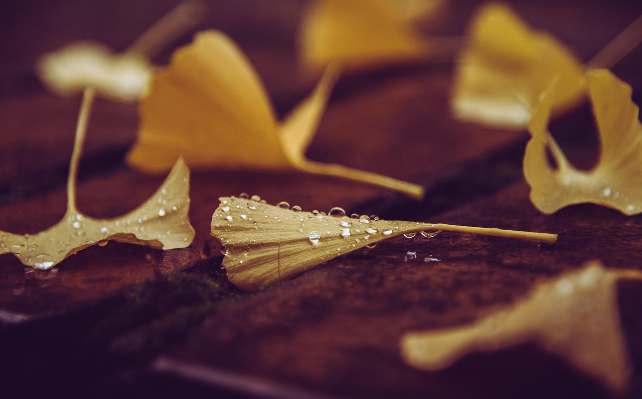 ginkgo  leaves  fall  dew  dewdrops  autumn  autumn leaves  yellow leaves  gingko  ginkgo biloba  fallen leaves  foliage  raindrops  nature  season  closeup  ginkgo  ginkgo  leaves  fall  autumn  autumn  autumn  autumn  autumn  gingko  fallen leaves