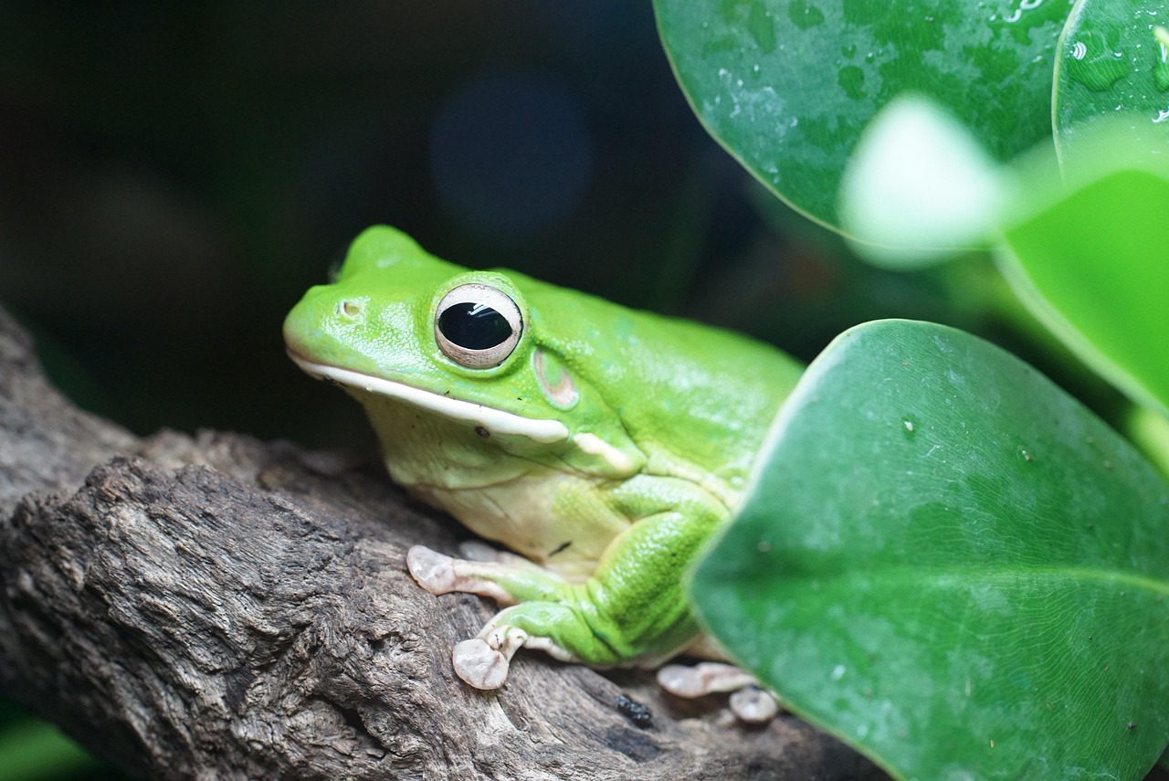 giant tree frog amphibians lurch green