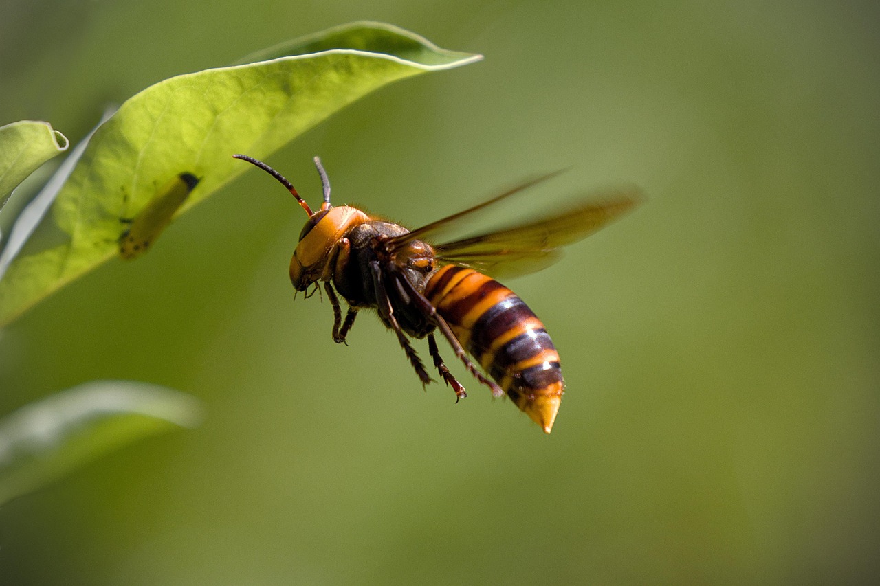 asian giant hornet hornet insect flying catch prey hornet hornet hornet hornet hornet flying