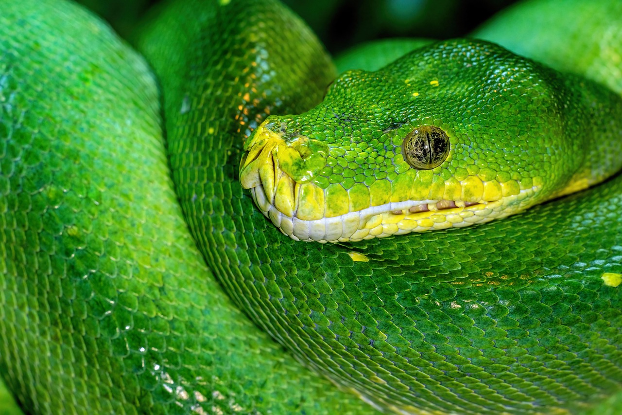 green tree python python snake reptile green wildlife australia constrictor serpent green python green snake tree python