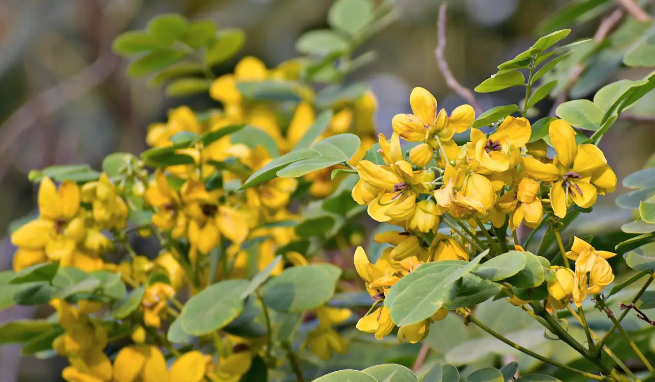 amaltas yellow flowers golden rain tree canafistula golden shower tree amaltas amaltas amaltas amaltas amaltas
