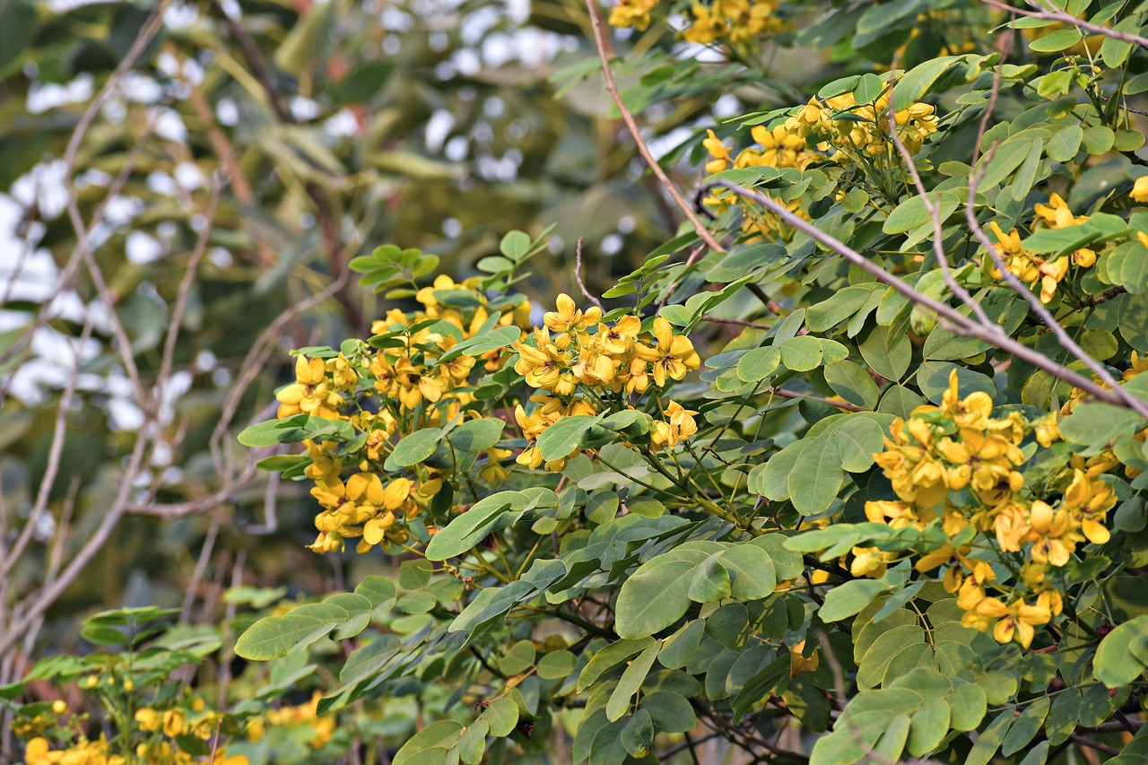 amaltas yellow flowers golden rain tree canafistula golden shower tree
