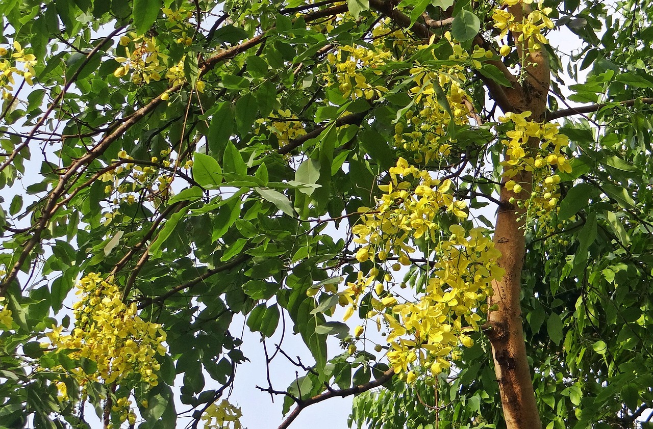 cassia fistula golden shower tree amaltas flora fabaceae india green shower cassia fistula cassia fistula cassia fistula cassia fistula cassia fistula golden shower tree golden shower tree amaltas amaltas amaltas fabaceae