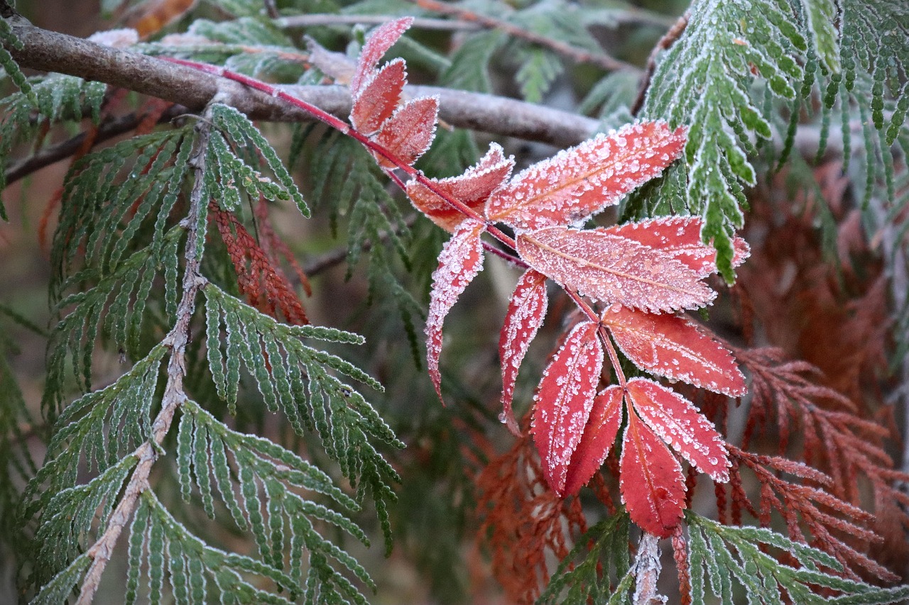 frost  nature  leaves  tree  autumn  fall  ash  forest  foliage  frost  frost  frost  frost  frost  autumn  autumn  autumn  autumn  fall  fall  forest