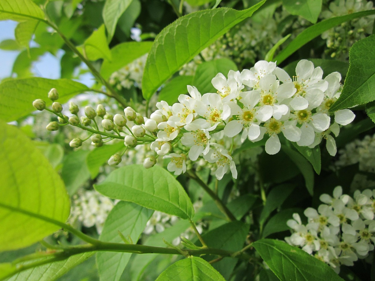 prunus padus bird cherry nature hackberry tree shrub flora botany plant blooming spring species