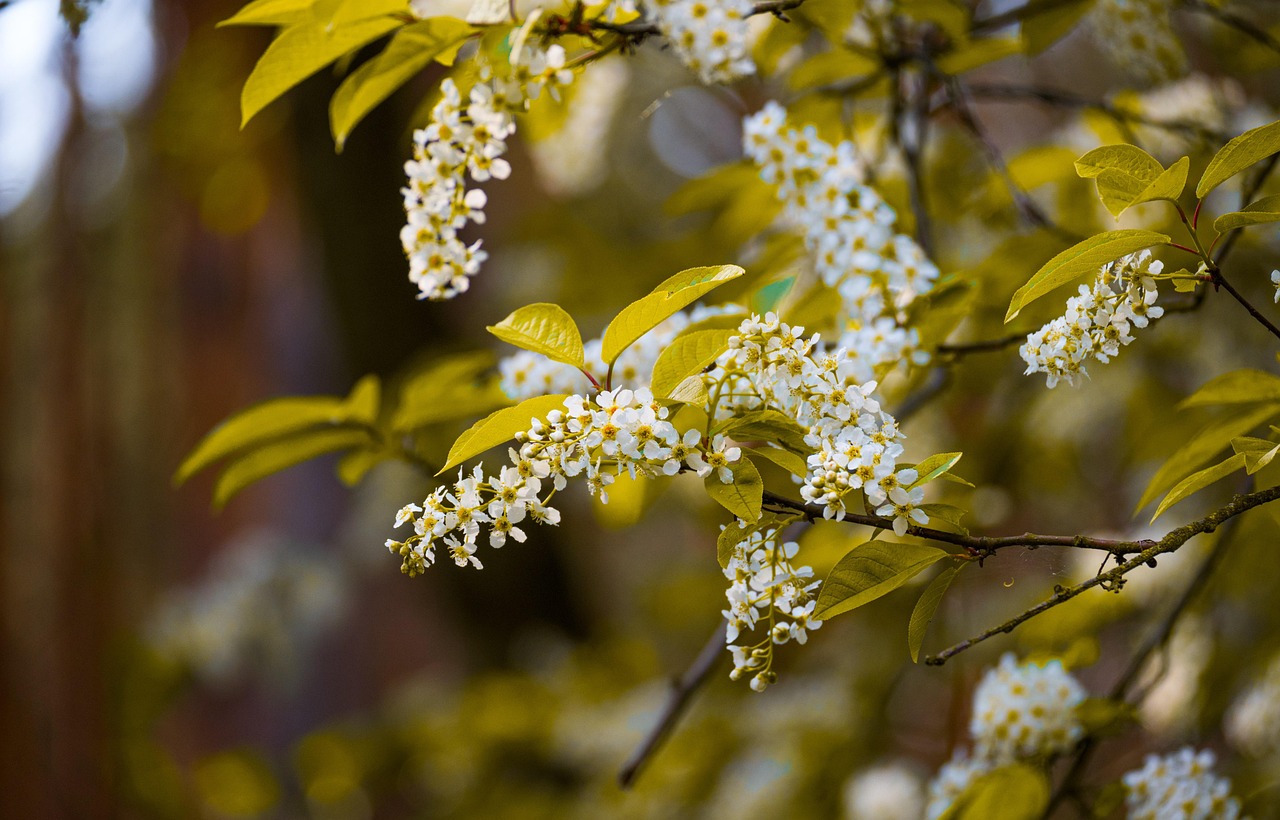 bird cherry flowers flower background nature flower wallpaper plant hackberry hagberry mayday tree beautiful flowers prunus padus
