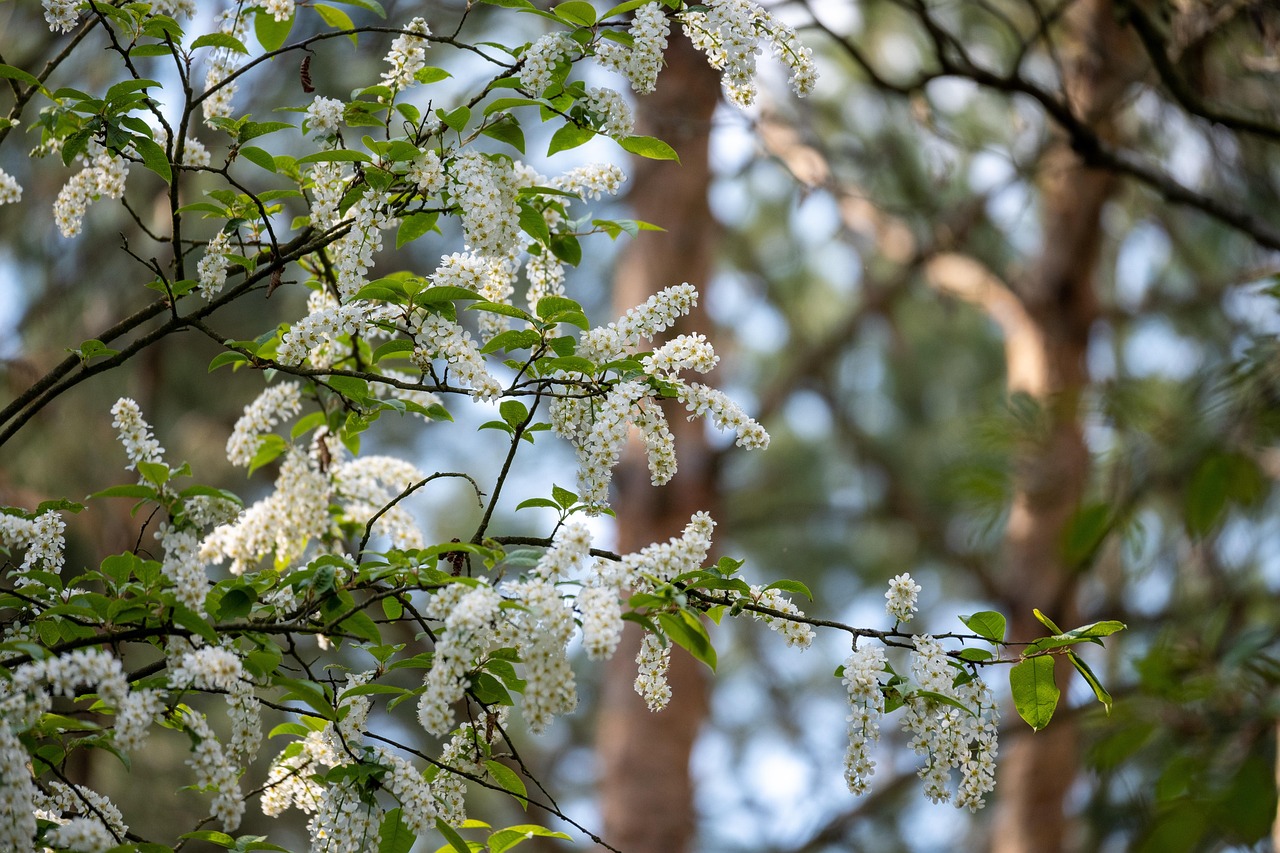bird cherry flowers beautiful flowers nature flower wallpaper plant hackberry hagberry mayday tree flower background prunus padus