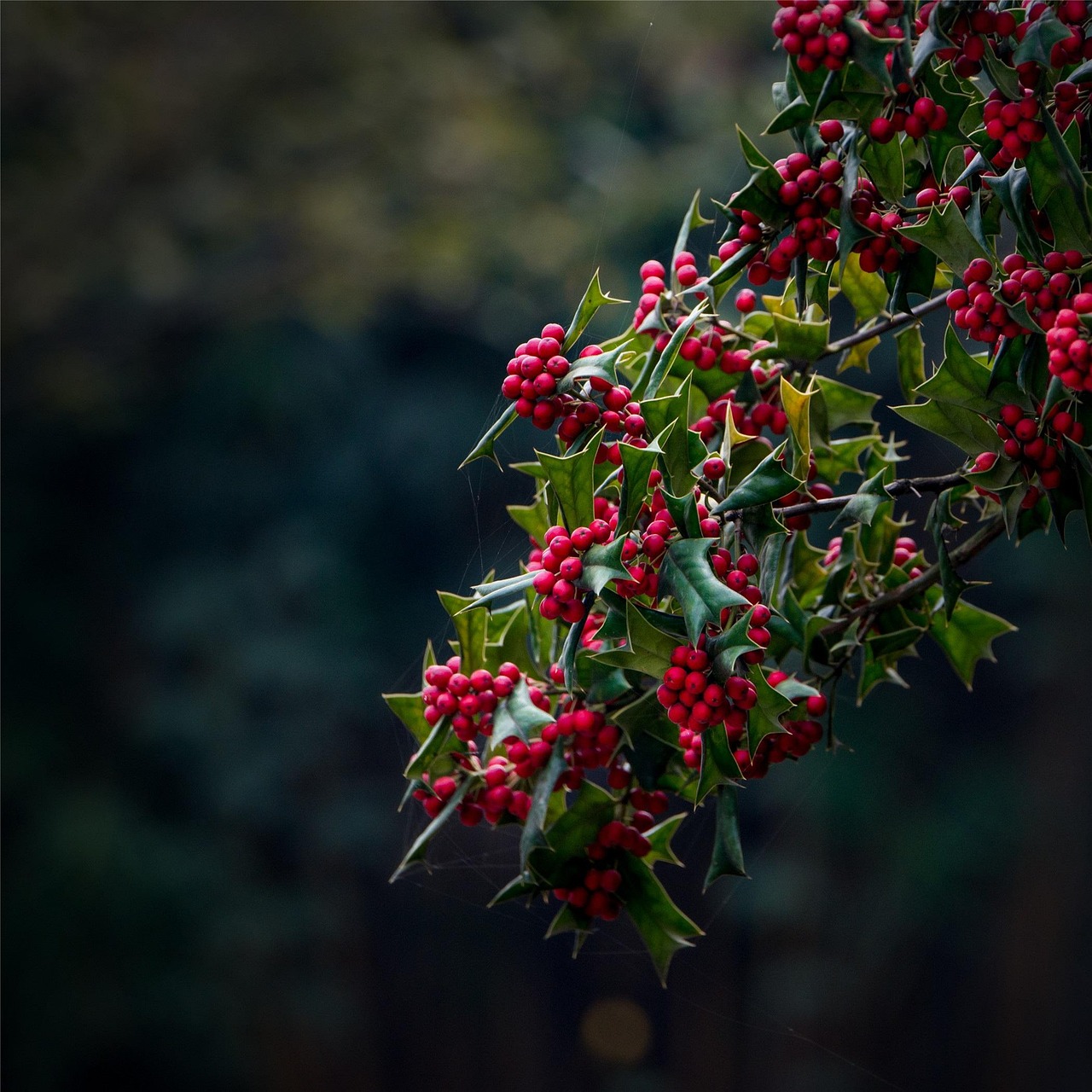 european holly christmas holly factory christmas decoration holly bushing nature tree