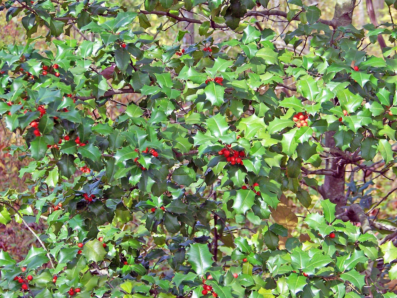 holly holly berries holly bush holly tree christmas berries christmas xmas aquifoliaceae evergreen holly leaves holly bush holly bush holly bush holly bush holly bush holly tree holly tree holly tree