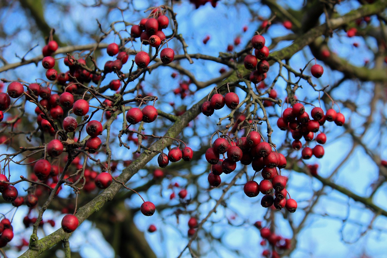 hawthorn  hawthorn fruit  autumn  tree  red  nature  hawthorn  hawthorn  hawthorn  hawthorn  hawthorn