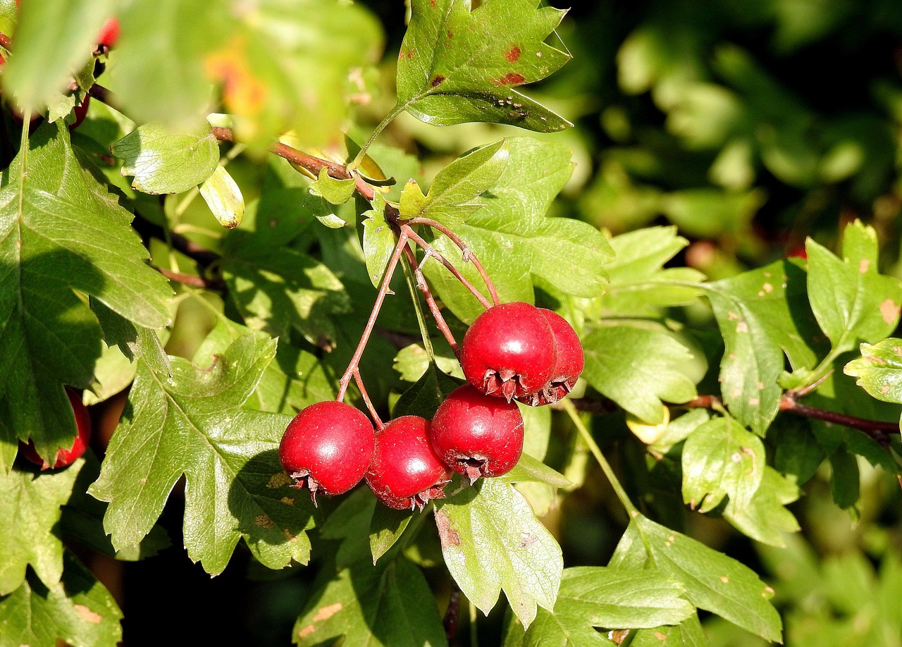 hawthorn hawthorn fruit red fruit red berries big leaves aesthetic tree nature summer hawthorn hawthorn hawthorn hawthorn hawthorn