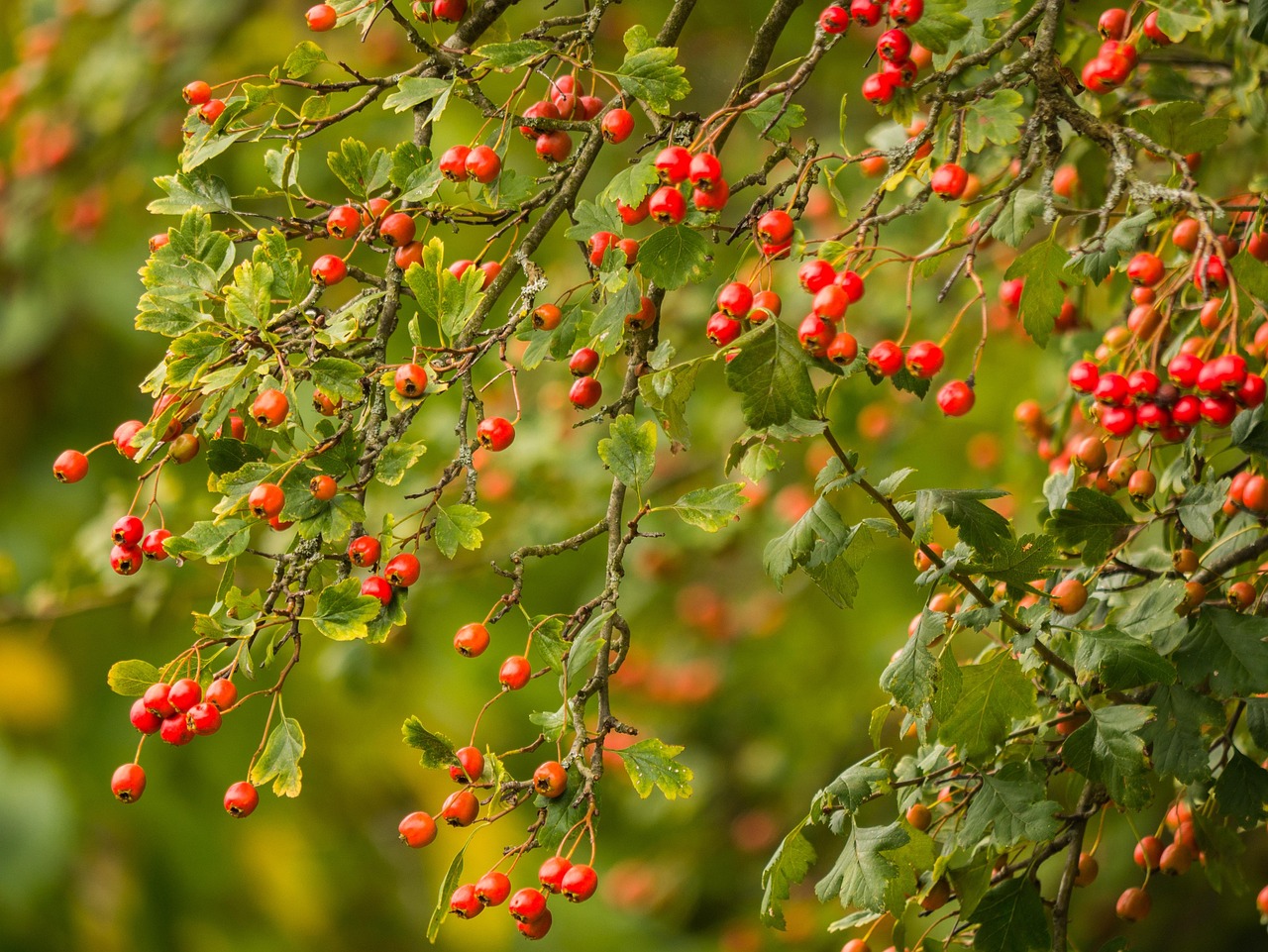 tree branches light nature hawthorn