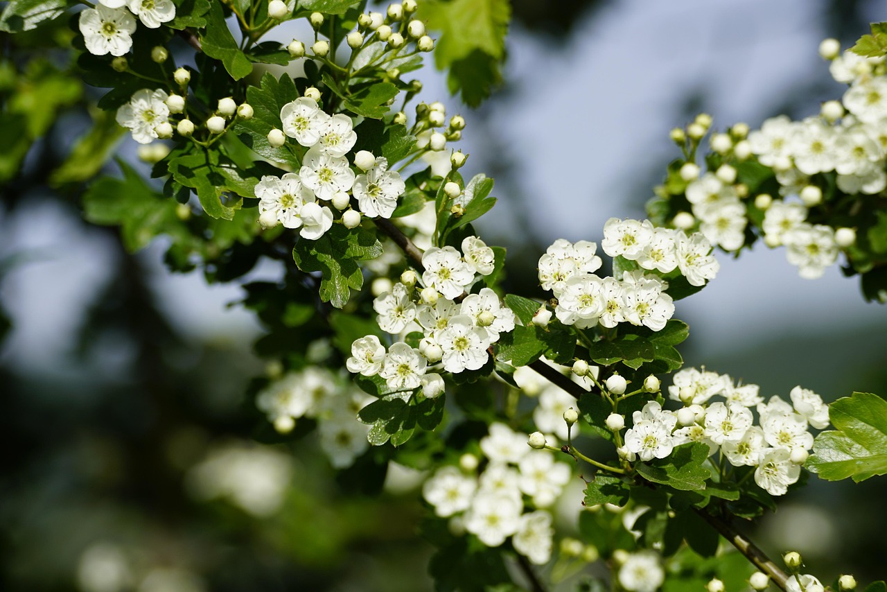 crataegus common hawthorn quickthorn thornapple flower background may-tree nature whitethorn mayflowers hawthorn flowers beautiful flowers spring flower wallpaper white flowers bush