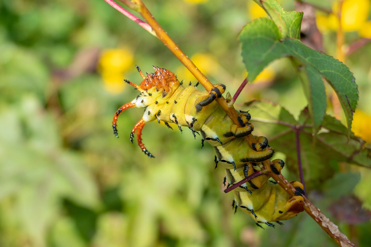 caterpillar larva insect hickory horned devils moth animal wildlife garden nature plant closeup