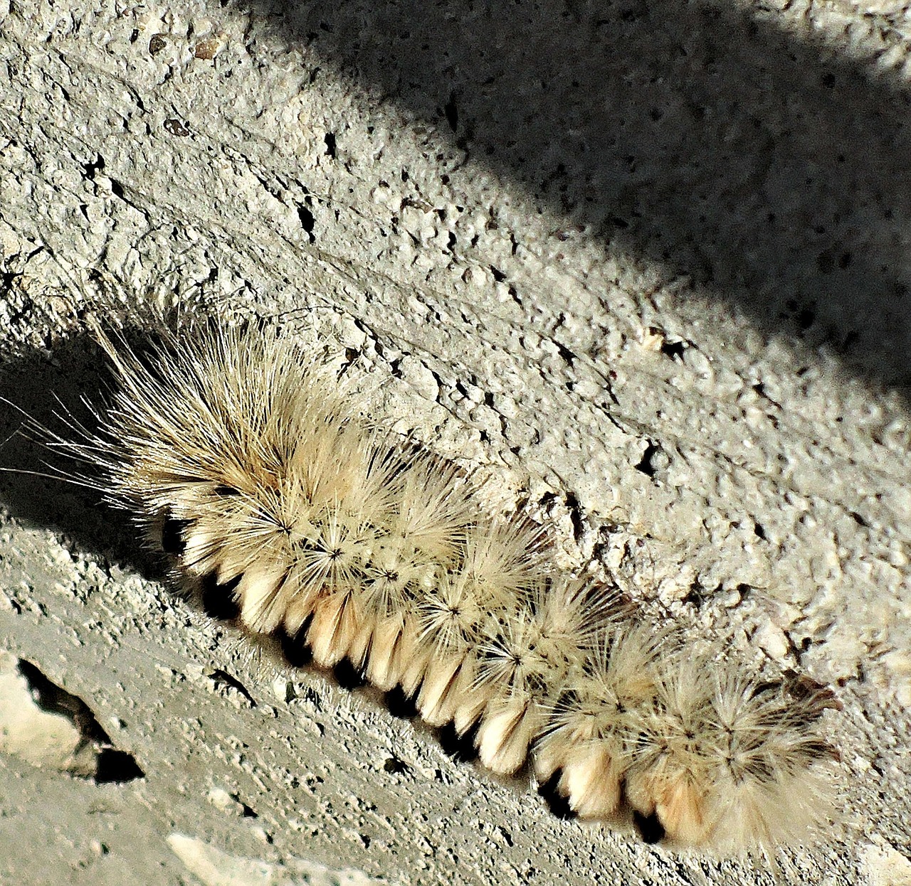 hickory tussock poisonous caterpillar insect venom bug nature