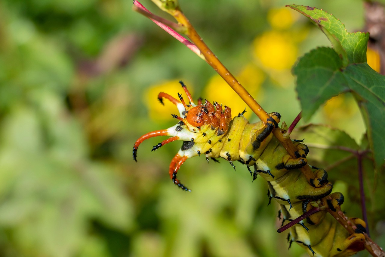 caterpillar larva insect hickory horned devils moth animal wildlife garden nature plant closeup