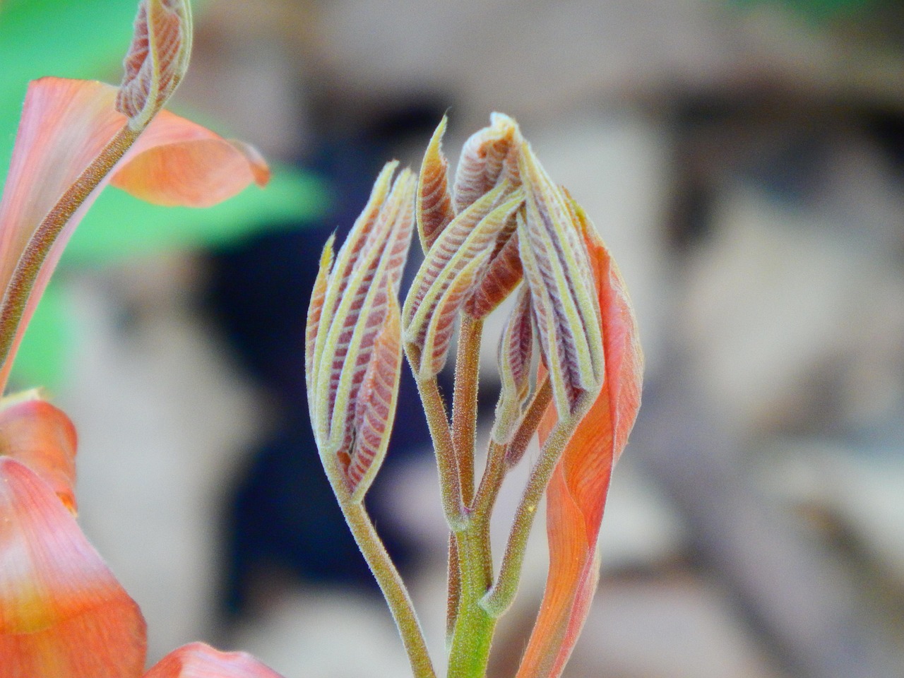 shagbark hickory tree sapling woods new growth woodlands gray news gray growth nature gray new