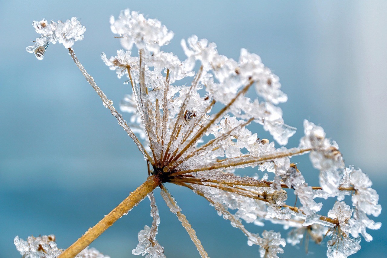 hemlock  plant  frost  frozen  water hemlock  meadow hogweed  ice  icy  cold  iced  wintry  winter mood  winter  mood  nature  closeup  frost  ice  winter  winter  winter  winter  winter