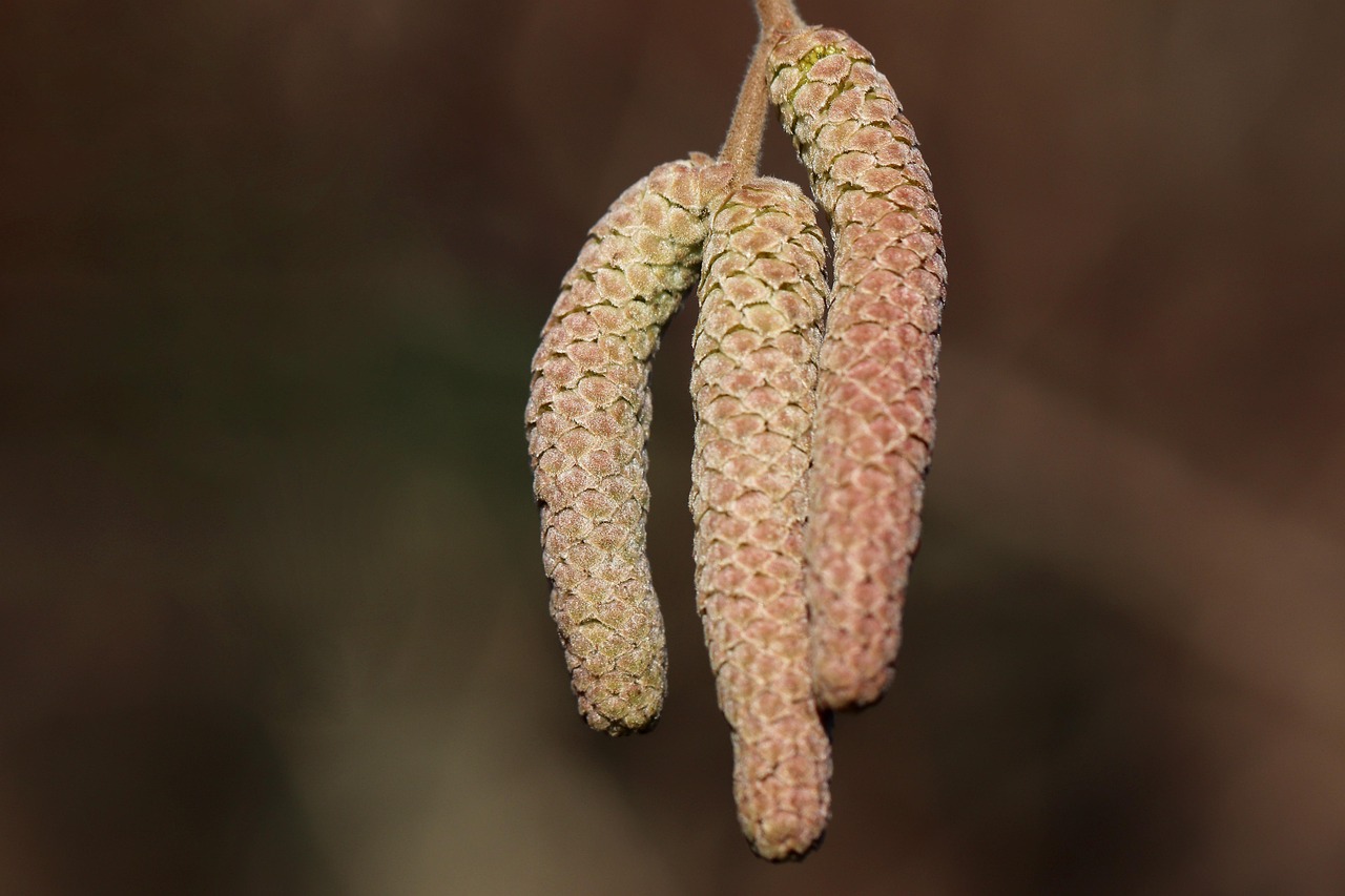 hazel kitten hazelnut hazelnut tree tree nature close up plant