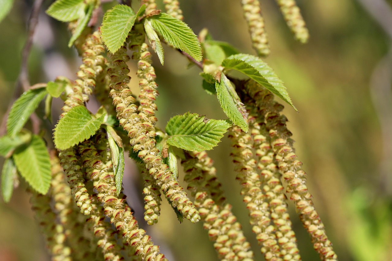 hornbeam carpinus betulus horn tree blossom kitten kitten spring nature european hornbeam hornbeam hornbeam hornbeam hornbeam hornbeam carpinus betulus