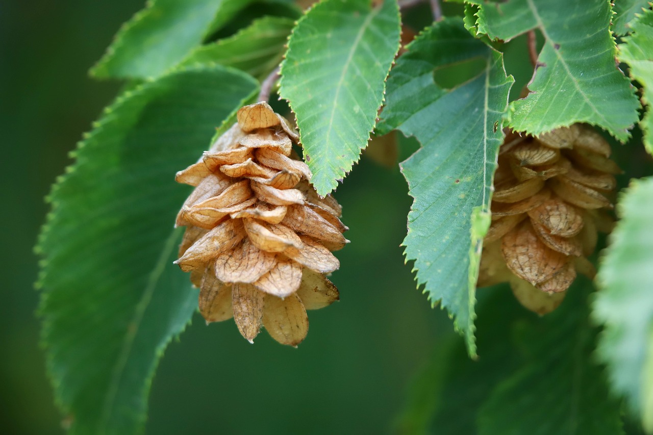 eastern hop hornbeam  hop hornbeam  american hop-hornbeam  ironwood  leverwood  wooly hop hornbeam  ostrya virginiana  deciduous tree  tree  beech  nature  close up  macro