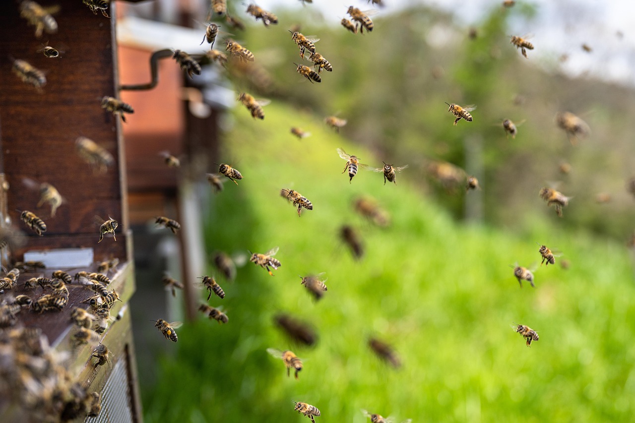bees insects honey bees beehive honey wings hive brood hymenoptera entomology beekeeping colony honeybee beekeeper carnica nature carniolan honey bee bees bees bees bees bees honey honey honey