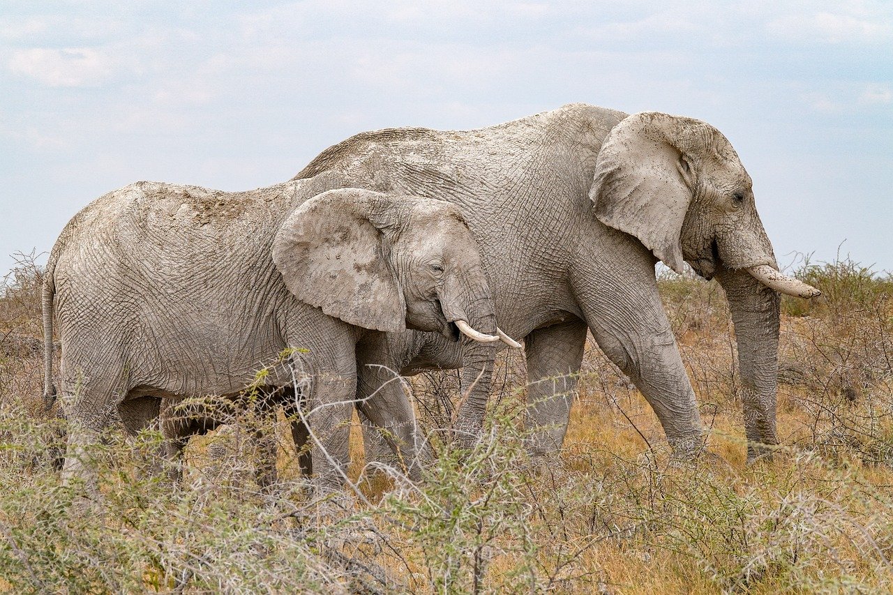 elephants animals pachyderm tusks herd nature group etosha namibia two