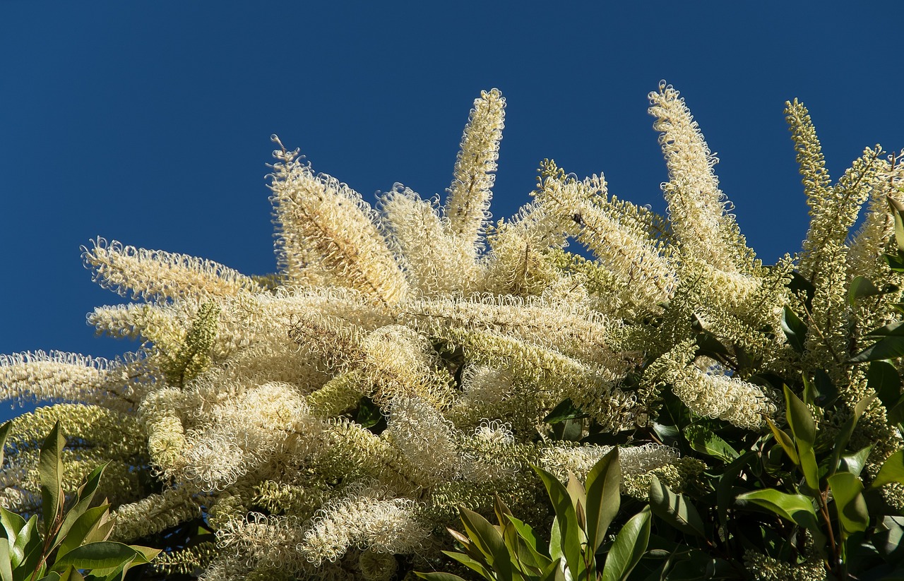 blossom beautiful flowers flowers tree ivory curl nature buckinghamia celsissima white cream intricate scented flower background flower wallpaper garden rainforest queensland australia