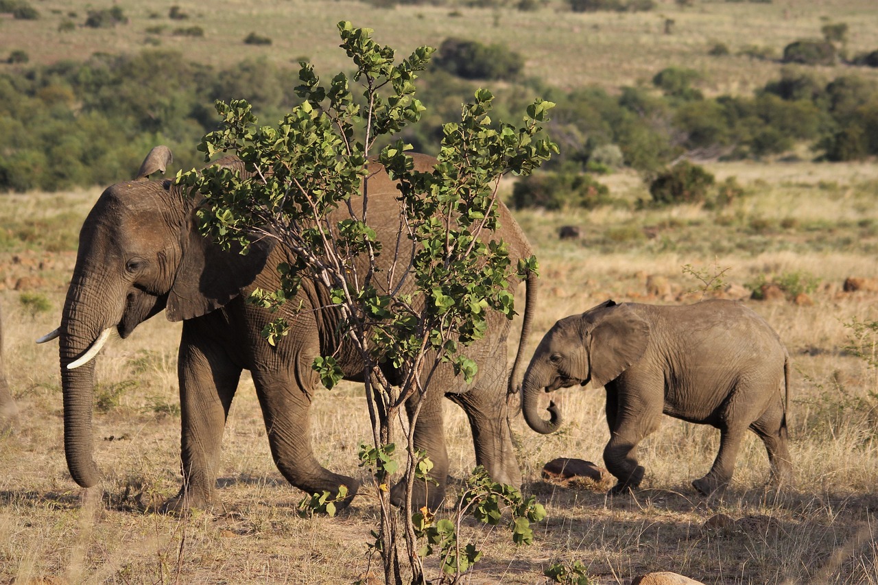 african elephant cow calf free background mother desktop backgrounds child cool backgrounds baby animal young nature wallpaper follow wild pilanesberg hd wallpaper windows wallpaper nature background south wallpaper hd africa safari laptop wallpaper reserve wildlife 4k wallpaper 1920x1080 full hd wallpaper 4k wallpaper travel mac wallpaper nature beautiful wallpaper ivory trunk beautiful nature free wallpaper wallpaper 4k endangered wallpaper