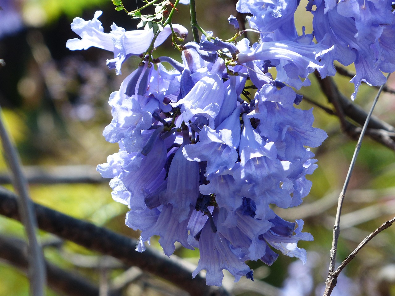 blossoms  light blue  purple  tree  trumpet making  nature  rosewood tree  jacaranda mimosifolia  jacaranda chelonia griseb  trumpet tree  bignoniaceae  jacaranda  wrong rosewood  blooming  ornamental plant  ornamental tree