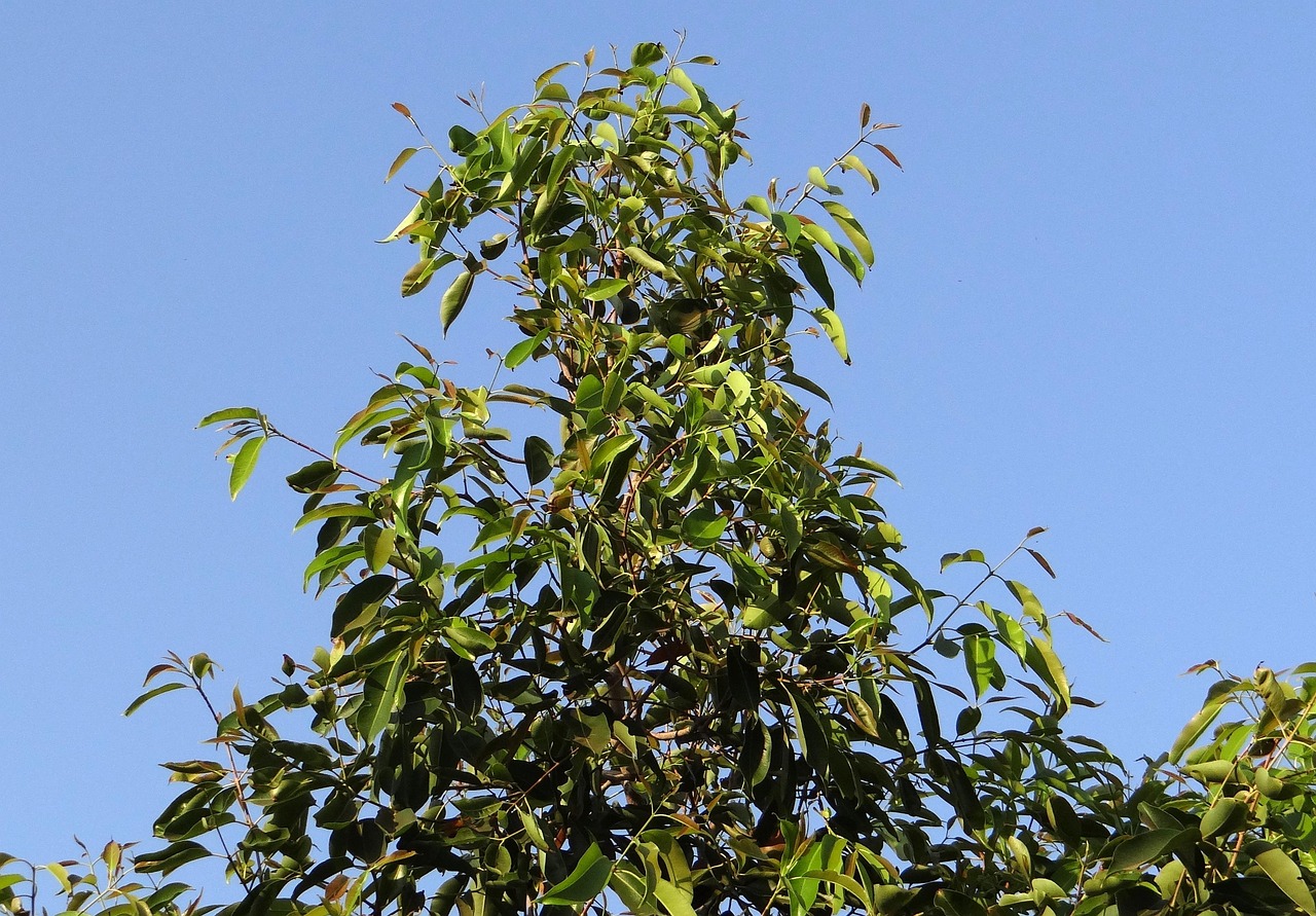 jamun  tree  syzigium cumini  nature  blackberry tree  india  berry  dharwad  leaves  blue sky  foliage  sky  blue
