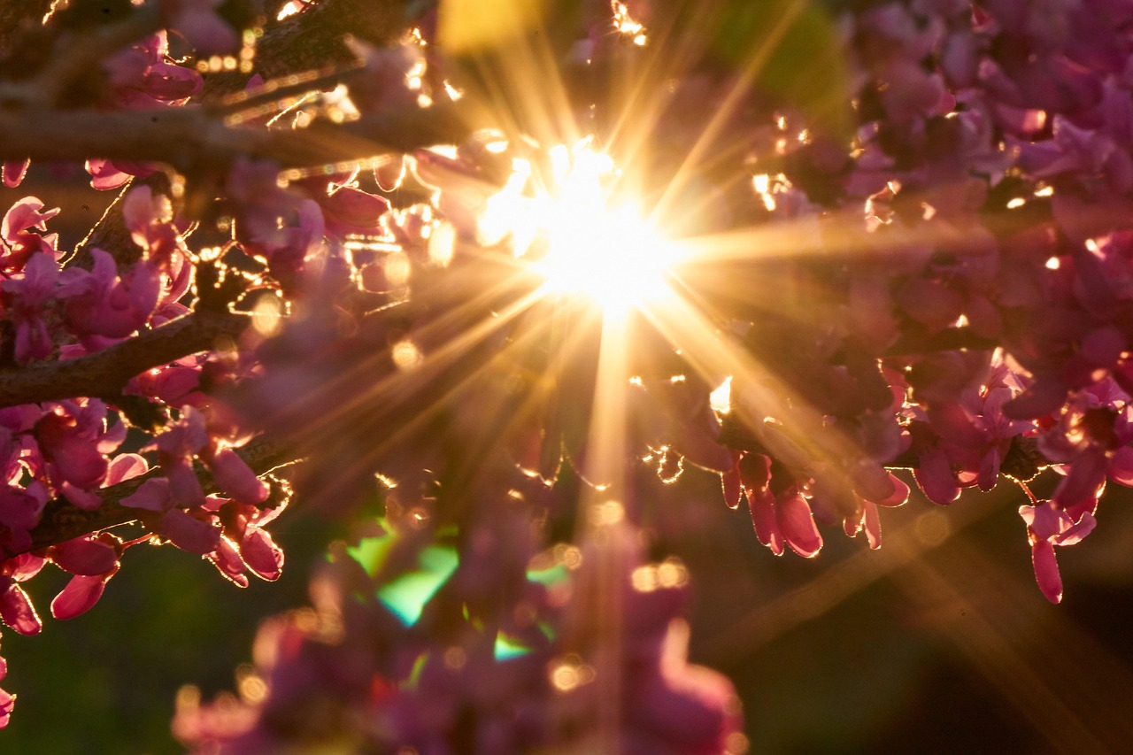 backlighting  sun  sunset  mood  leaf  heart  heart shape  judas tree  tree  judas  blossom tree  nature  beautiful  cercis  ordinary judas tree  cercis siliquastrum  spring  bloom  love  heart leaf  in love  pink