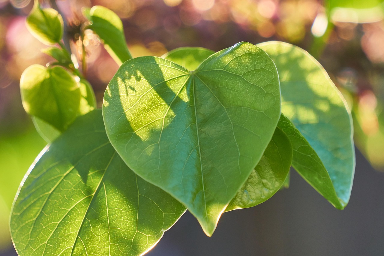 leaf heart heart shape judas tree tree judas blossom tree nature beautiful cercis ordinary judas tree cercis siliquastrum spring bloom love heart leaf in love sun sunset light mood romance valentine's day judas tree cercis cercis cercis cercis cercis