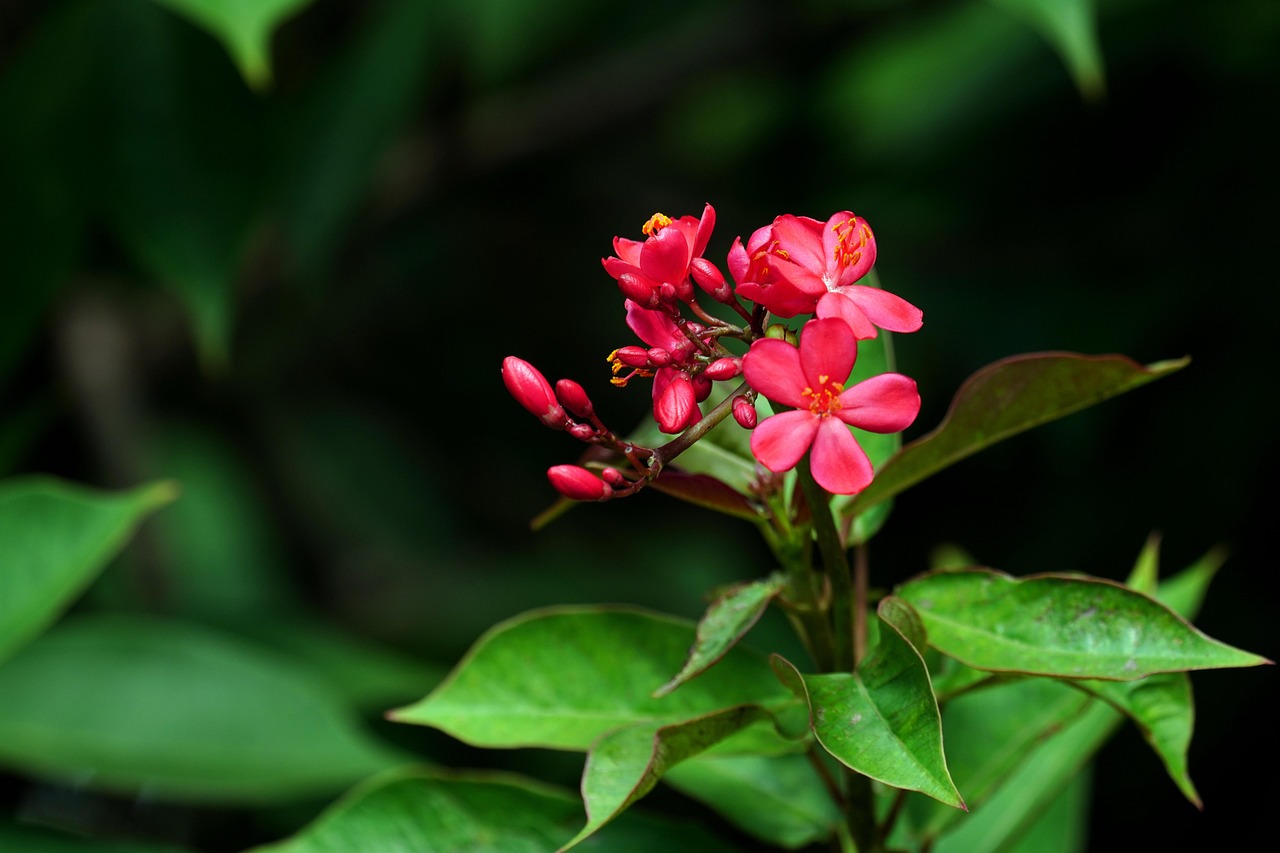 peregrina flowers red flowers flower wallpaper flower background leaves petals red petals bloom blossom buds flora plants beautiful flowers jatropha panduriflora nature jatropha pandurifolia