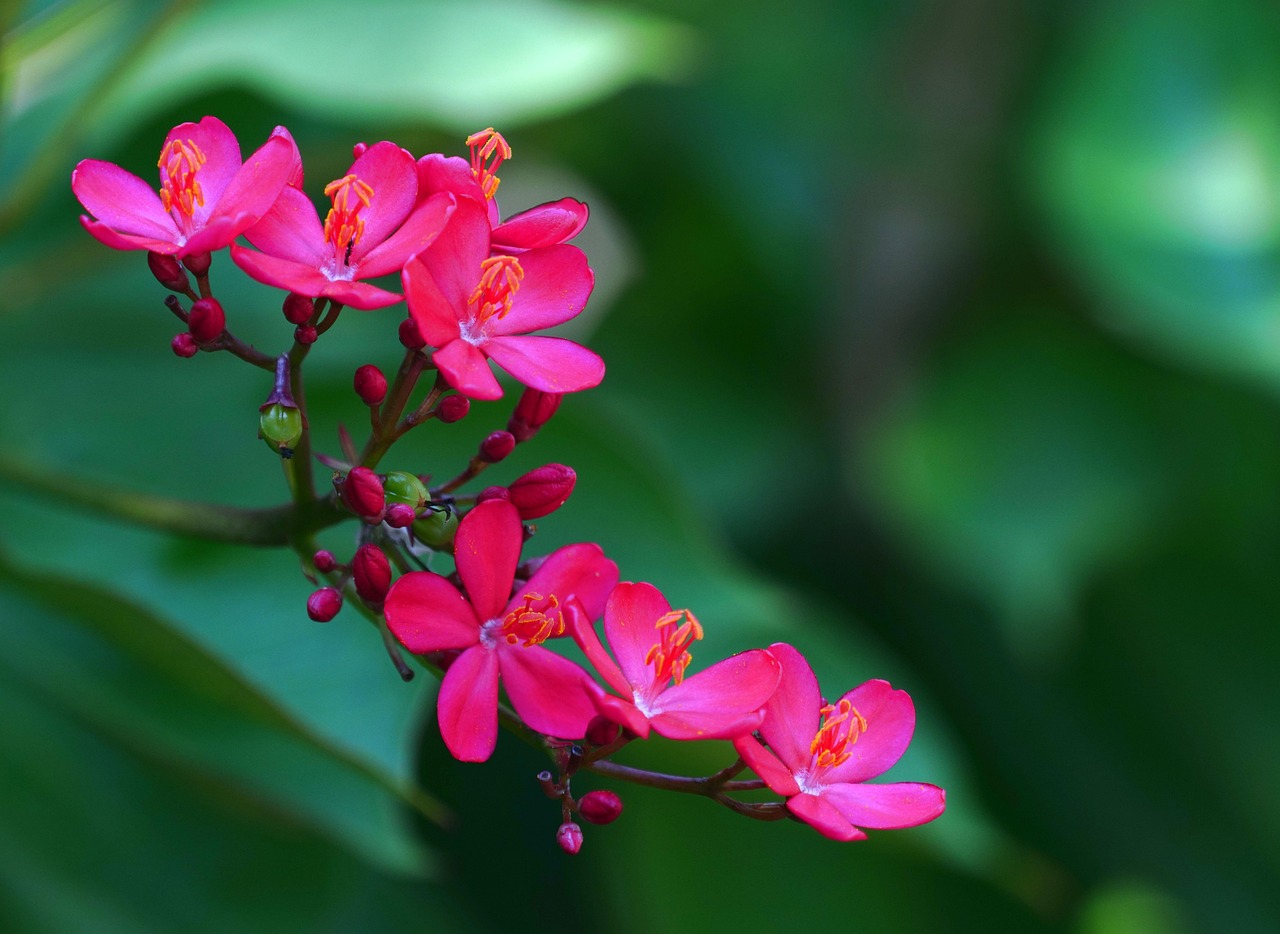 jatropha  flowers  peregrinas  pink flowers  beautiful flowers  petals  flower background  pink petals  bloom  blossom  flora  jatropha pandurifolia  flower wallpaper  nature  close up