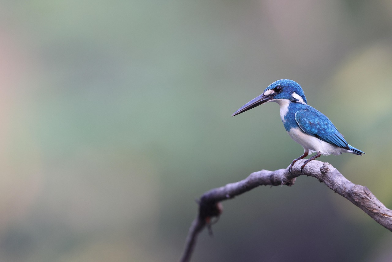 common kingfisher  kingfisher  jade  wild bird  colorful  organism  indonesia  colorful  colorful  colorful  colorful  colorful