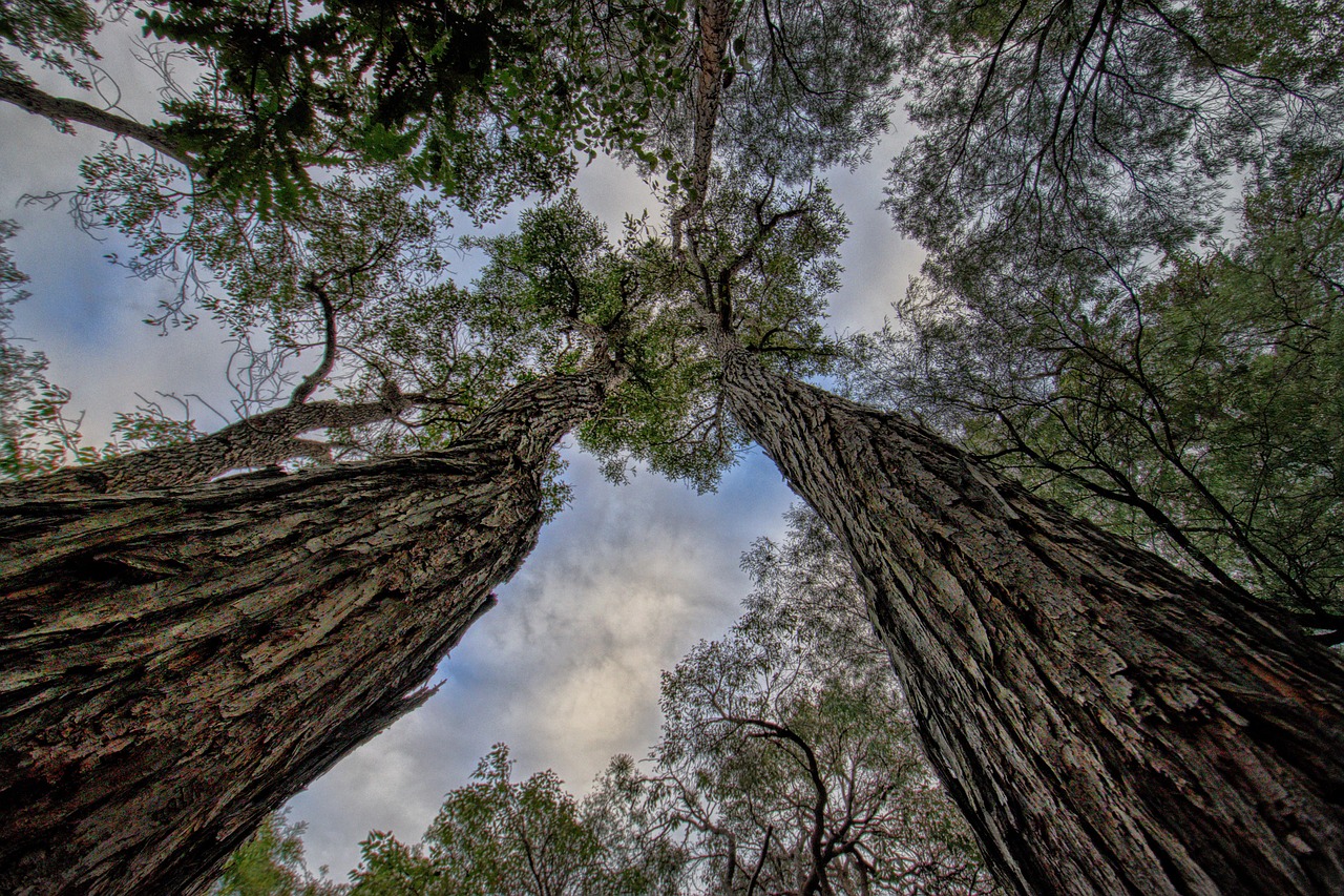 trees  jarrah  australian  tall  forest  native  sky  eucalyptus  tree  nature  western australia  trunk  big trees  landscape  natural  large  jarrah  jarrah  eucalyptus  eucalyptus  eucalyptus  eucalyptus  eucalyptus  western australia  western australia  western australia  big trees
