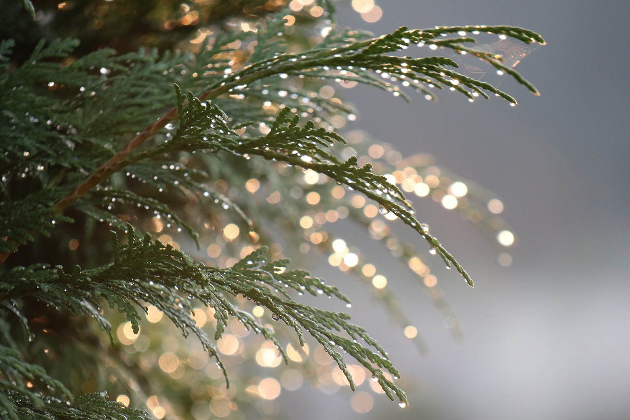thuja  summer  nature  drops  water  plant  light  bokeh  iridescent