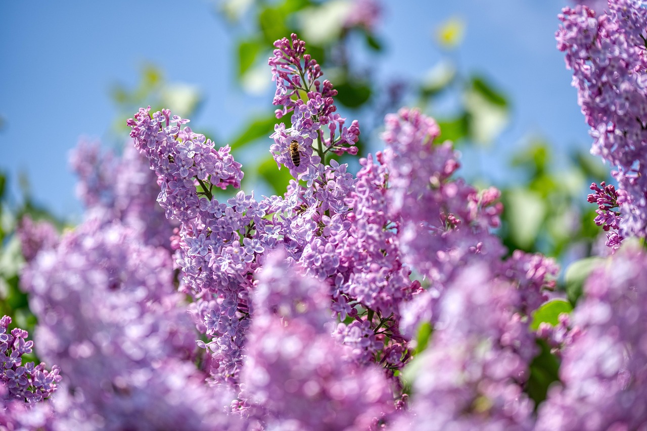 lilac  olive tree  purple  bloom  tree  nature  spring  garden  flora  bee  insect