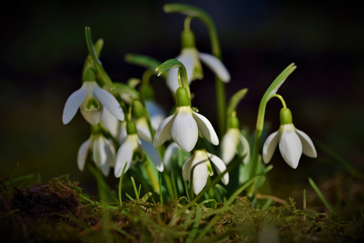 snowdrop  snow bell  spring bells  flower wallpaper  flower  blossom  bloom  flower background  beautiful flowers  spring  signs of spring  early bloomer  plant  nature  garden