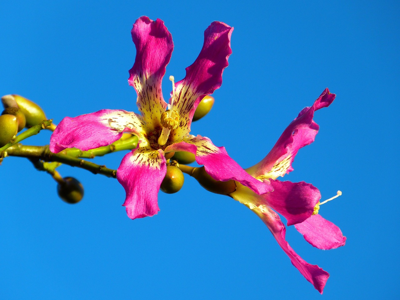 kapok tree  ceiba pentandra  pochote  blossom  bloom  pink  escape  kapok tree  ceiba pentandra  ceiba pentandra  ceiba pentandra  ceiba pentandra  ceiba pentandra