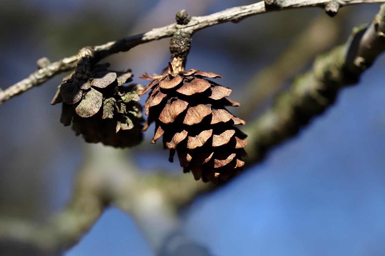 larch  larch tree  larix decidua  tap  seed scales  larch cones  branch  tree  nature