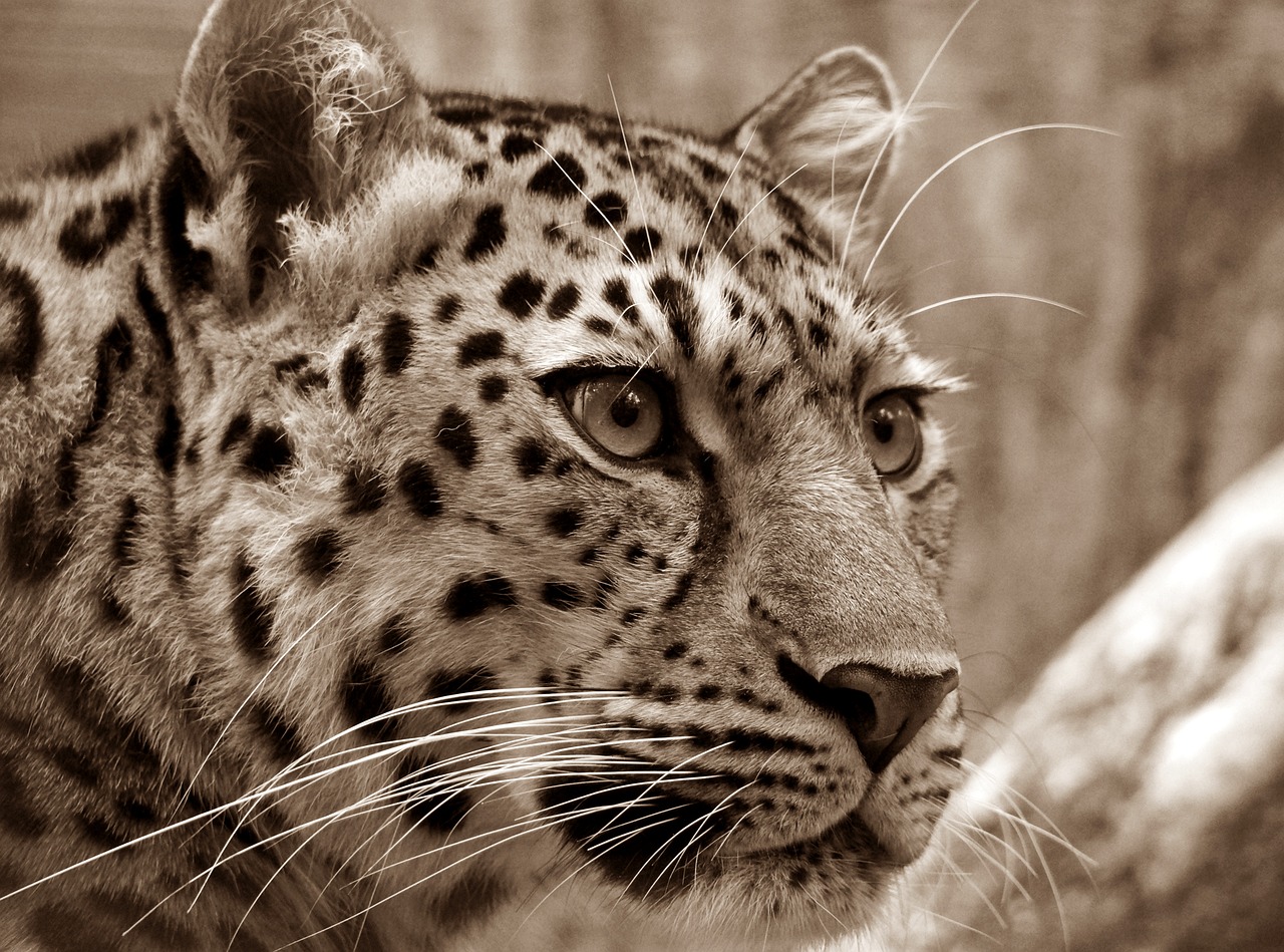 leopard nature animal safari amur leopard wild animal big cat mammal wildlife fauna wilderness portrait sepia
