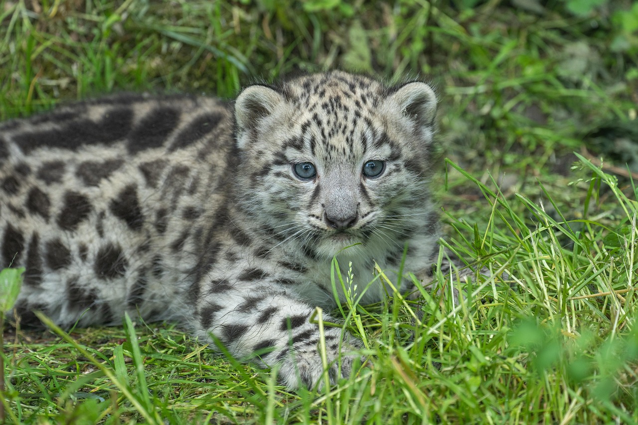 baby snow leopard snow leopard young cats wildlife cute animal big cat no pet zoo nature zoo salzburg