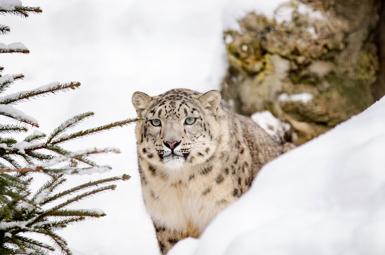 snow leopard leopard big cat nature snow winter zoo wildcat hunter wild portrait