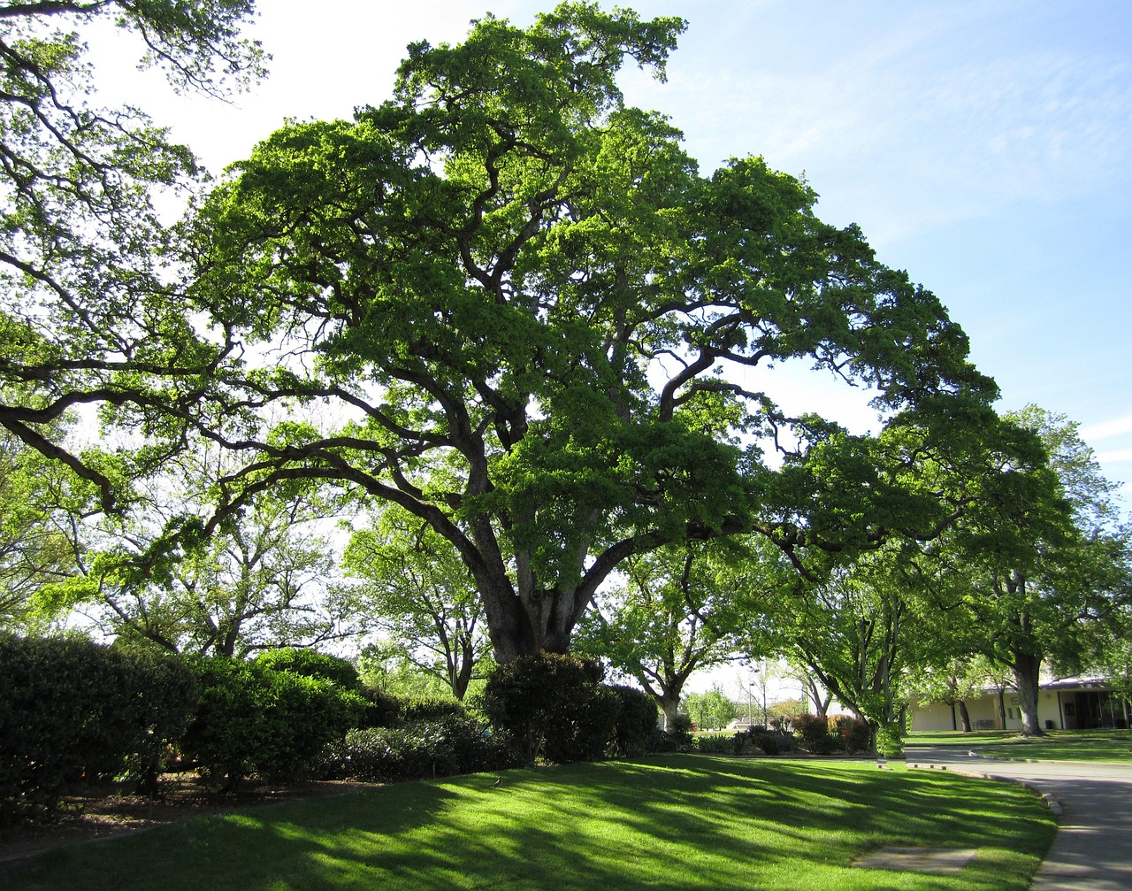 tree  nature  oak tree  live oak  green  landscape  oak tree  oak tree  live oak  live oak  live oak  live oak  live oak
