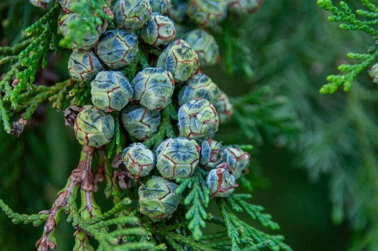 Leyland Cypress Tree Growth Rate in Privacy Screens